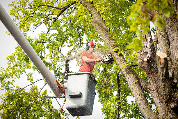  Centre Hall, PA Tree Service Pros